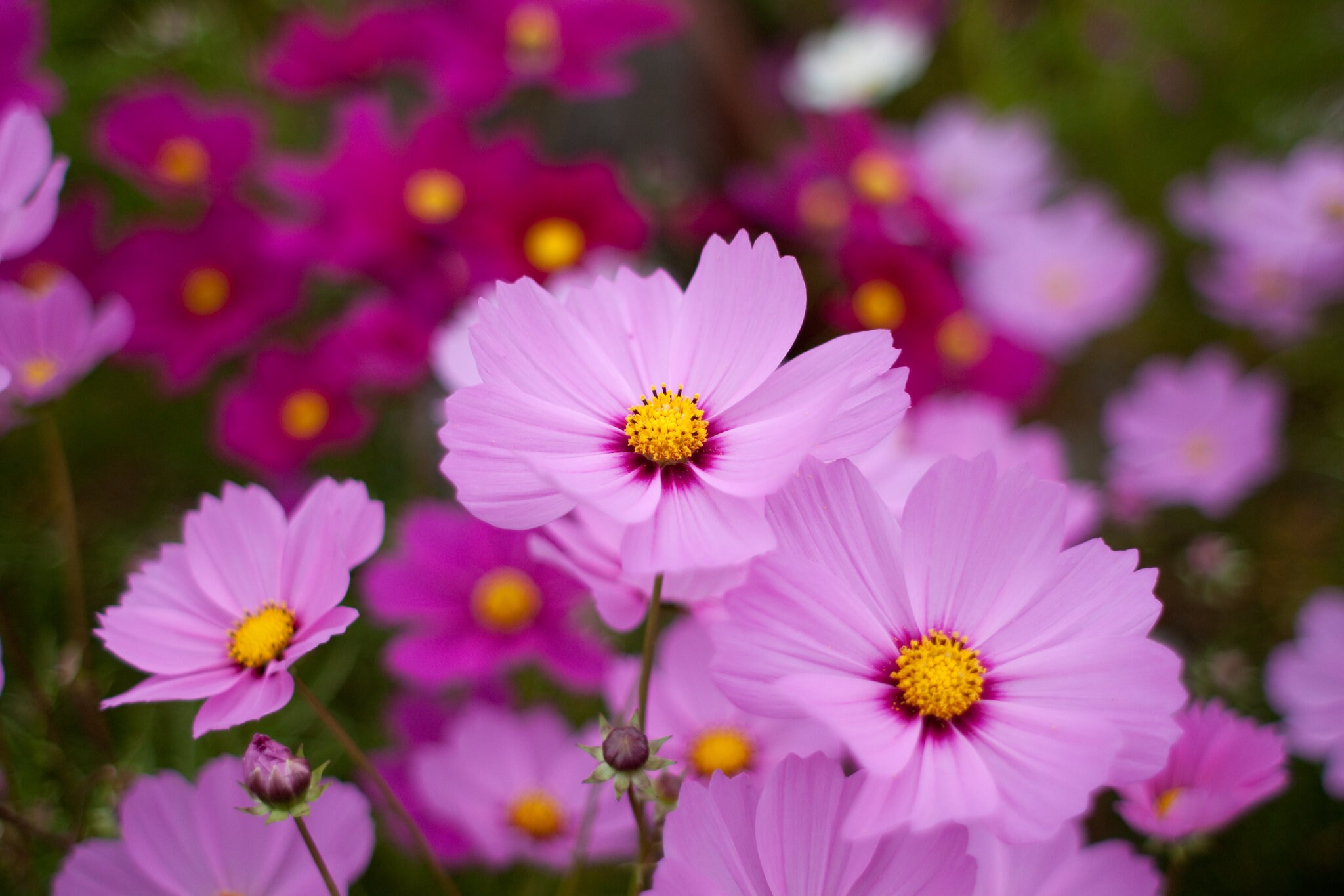 Sensation Mixture Cosmos